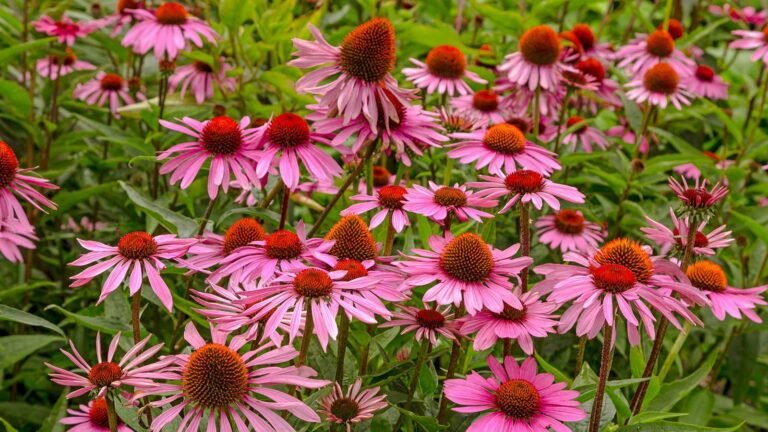 How to Harvest Coneflower Seeds: A Simple Guide